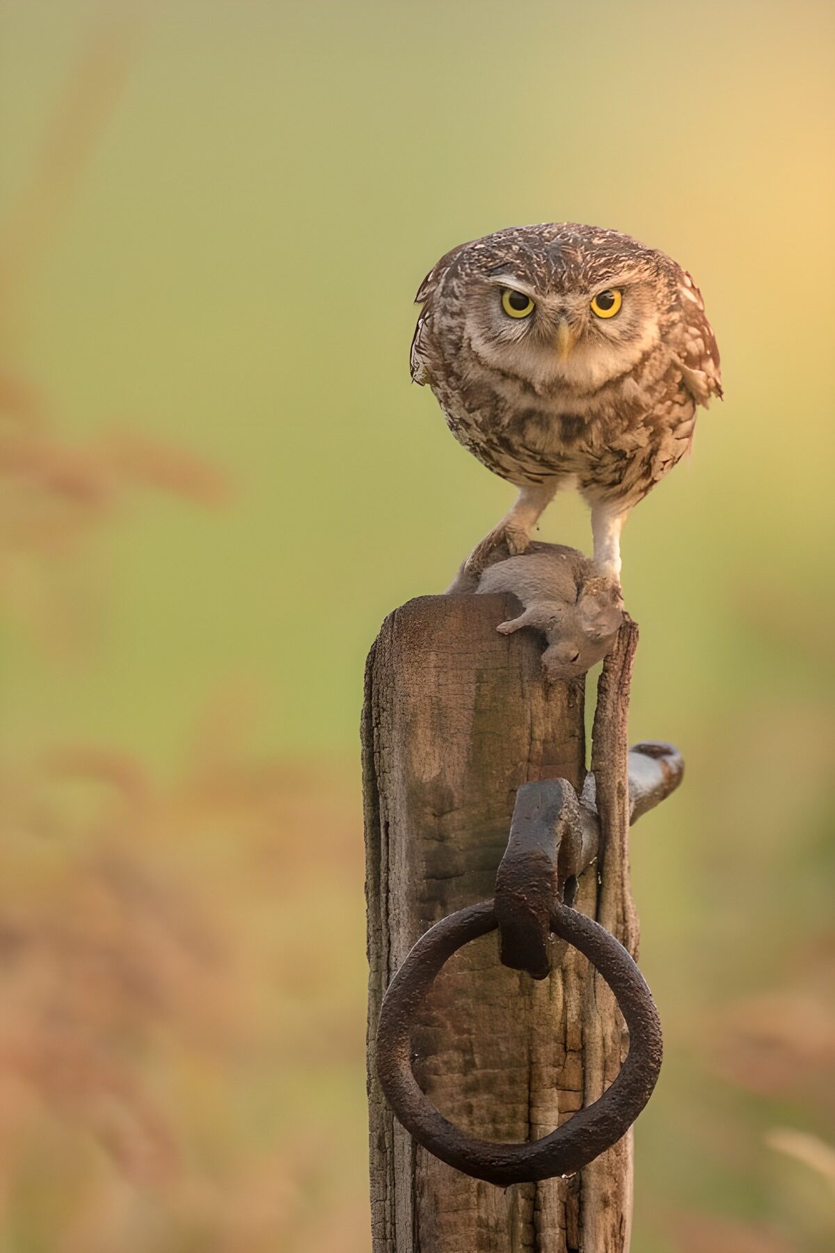 OCUK40445: Wise Hunter on a Wooden Post