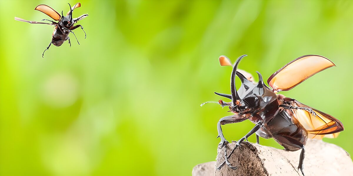 Majestic Beetles in Flight