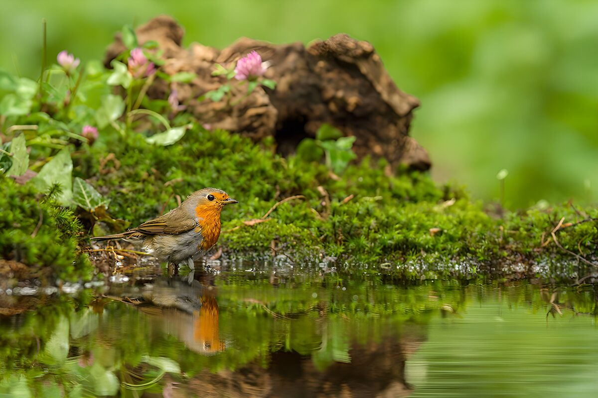 Charming Robin by the Water