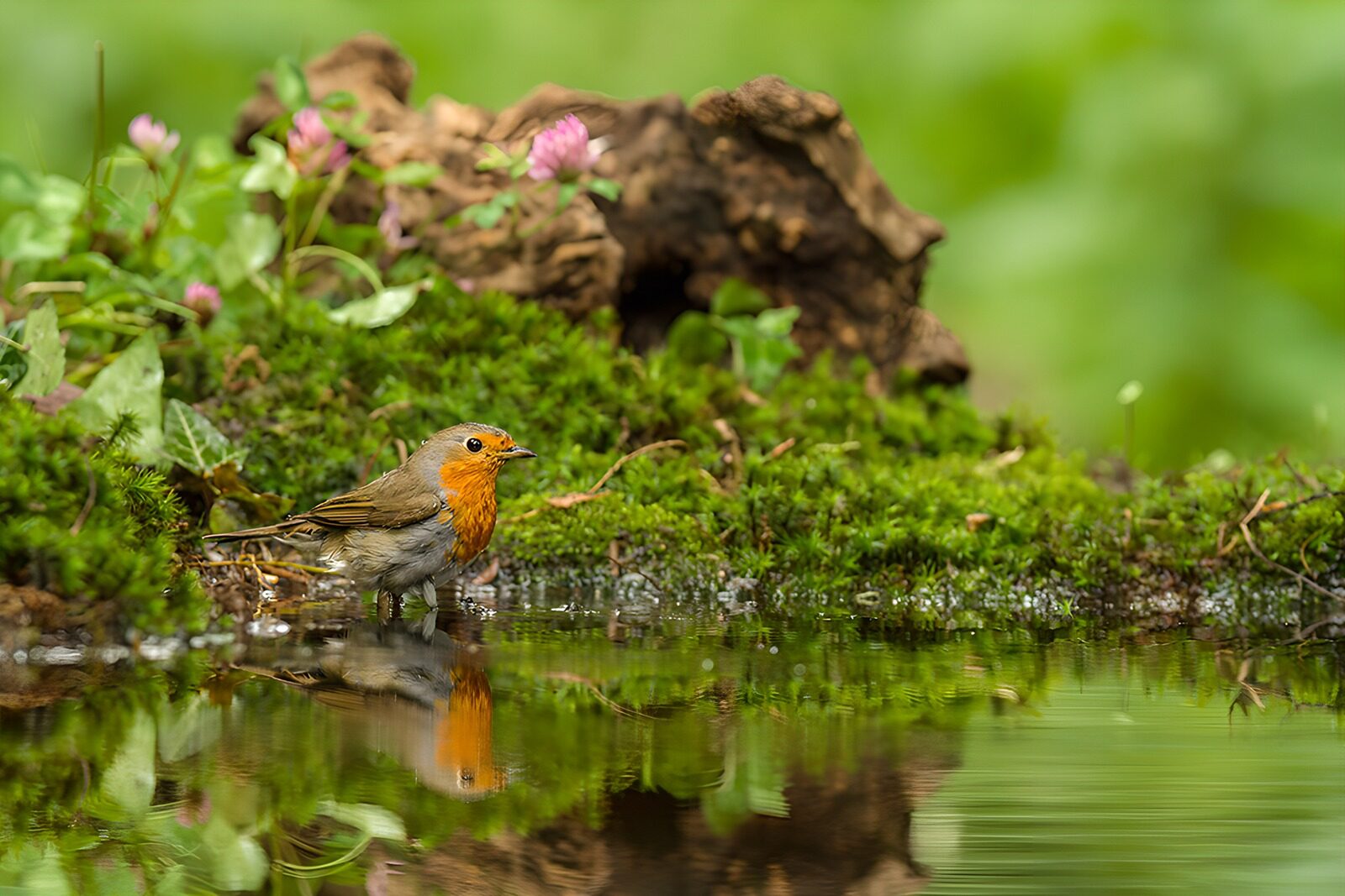 OCUK90888: Charming Robin by the Water