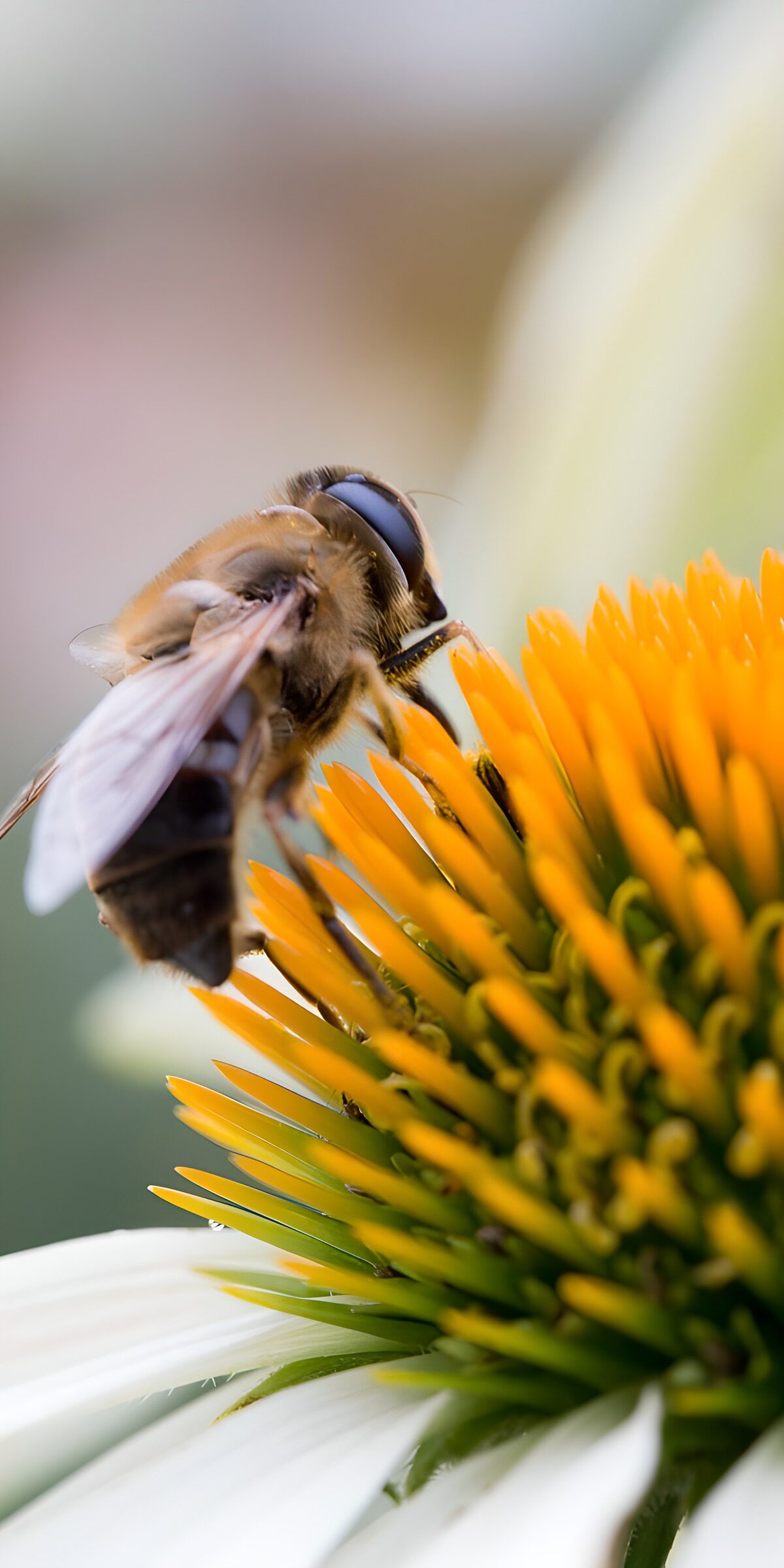 OCUK91505: Bee Pollinating Flower