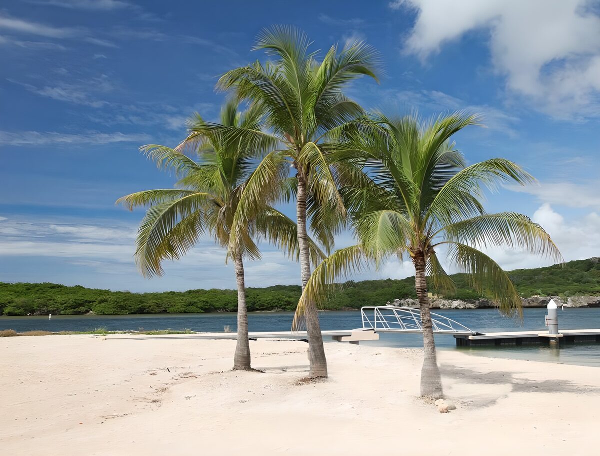 Three palm trees on the beach