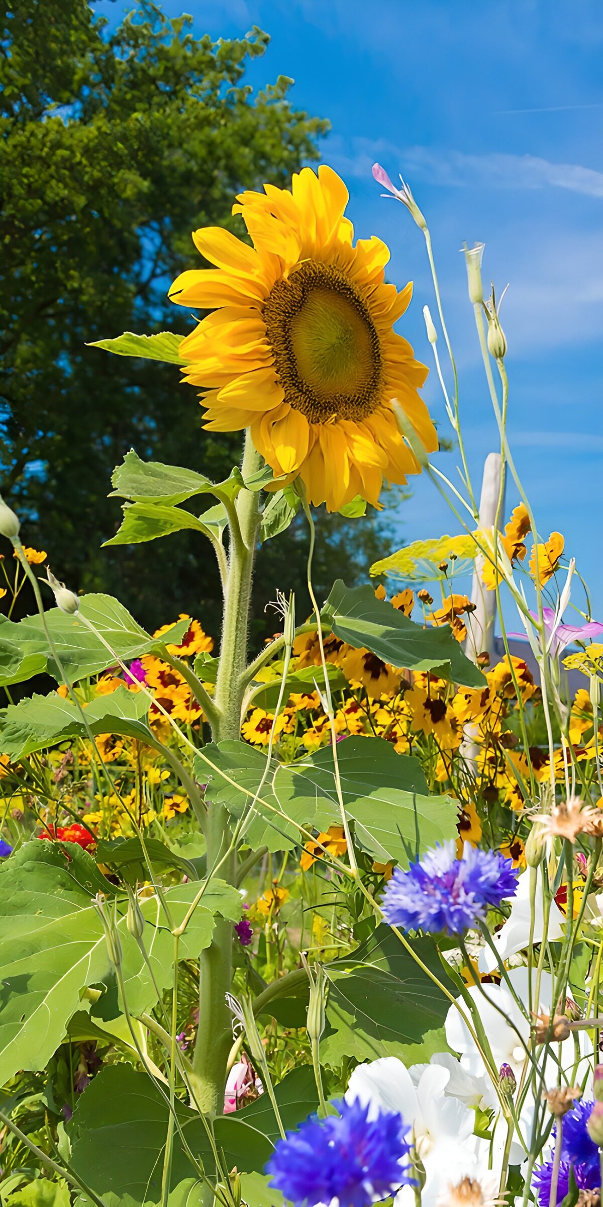 OCUK91731: Bright Sunflower Amidst Colorful Blooms