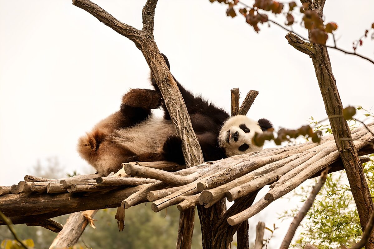 OCUK48076: Playful Panda Relaxing on a Branch