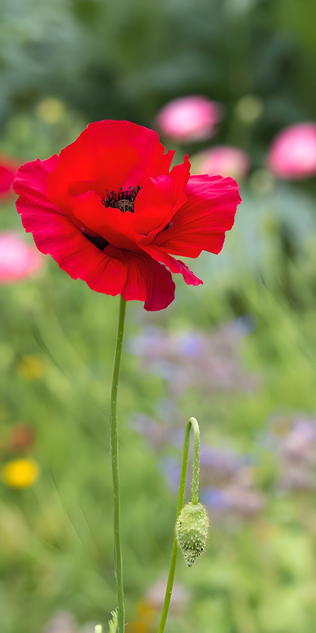 OCUK11713: Vibrant Red Poppy in Bloom