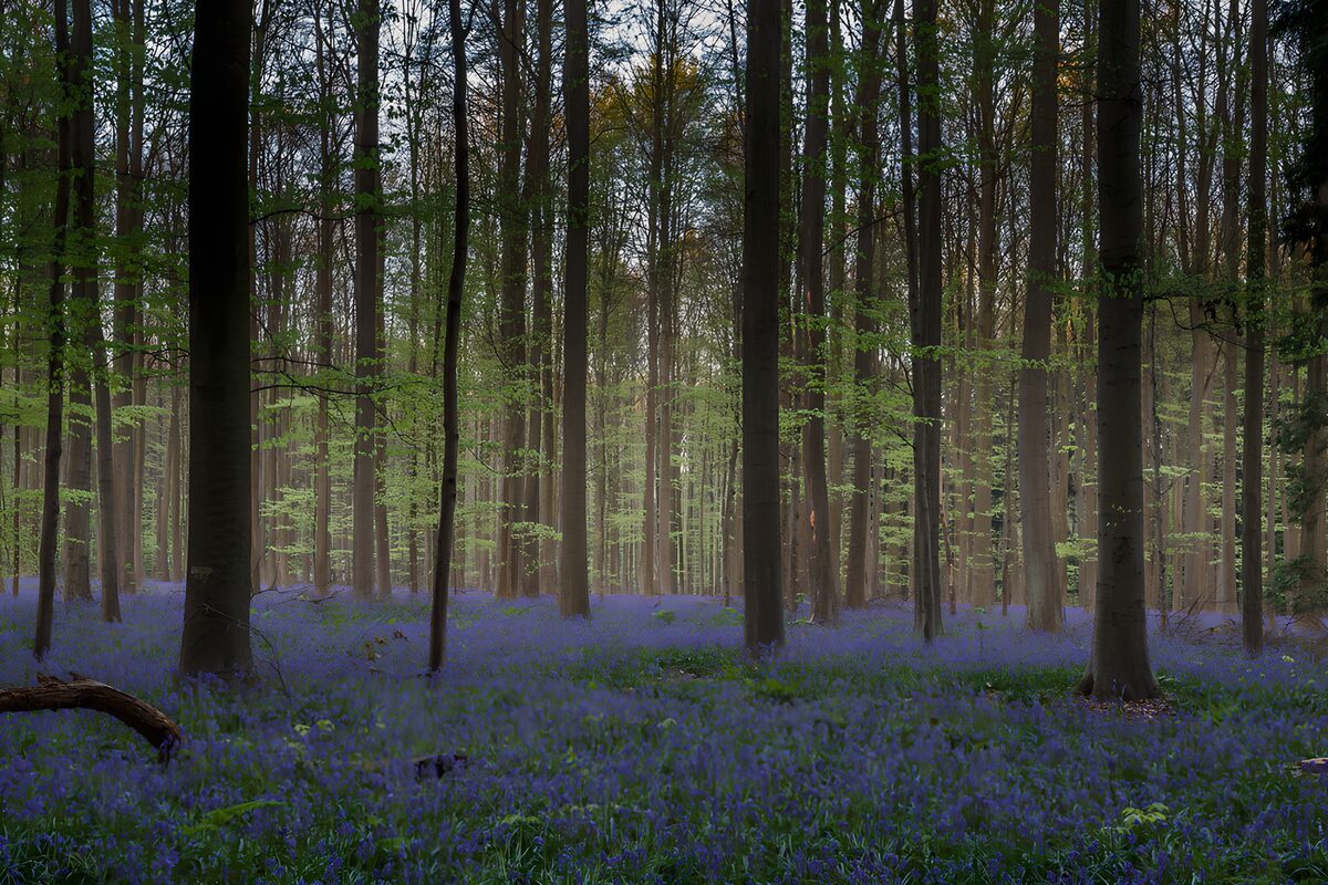 OCUK39541: Enchanted Bluebell Forest