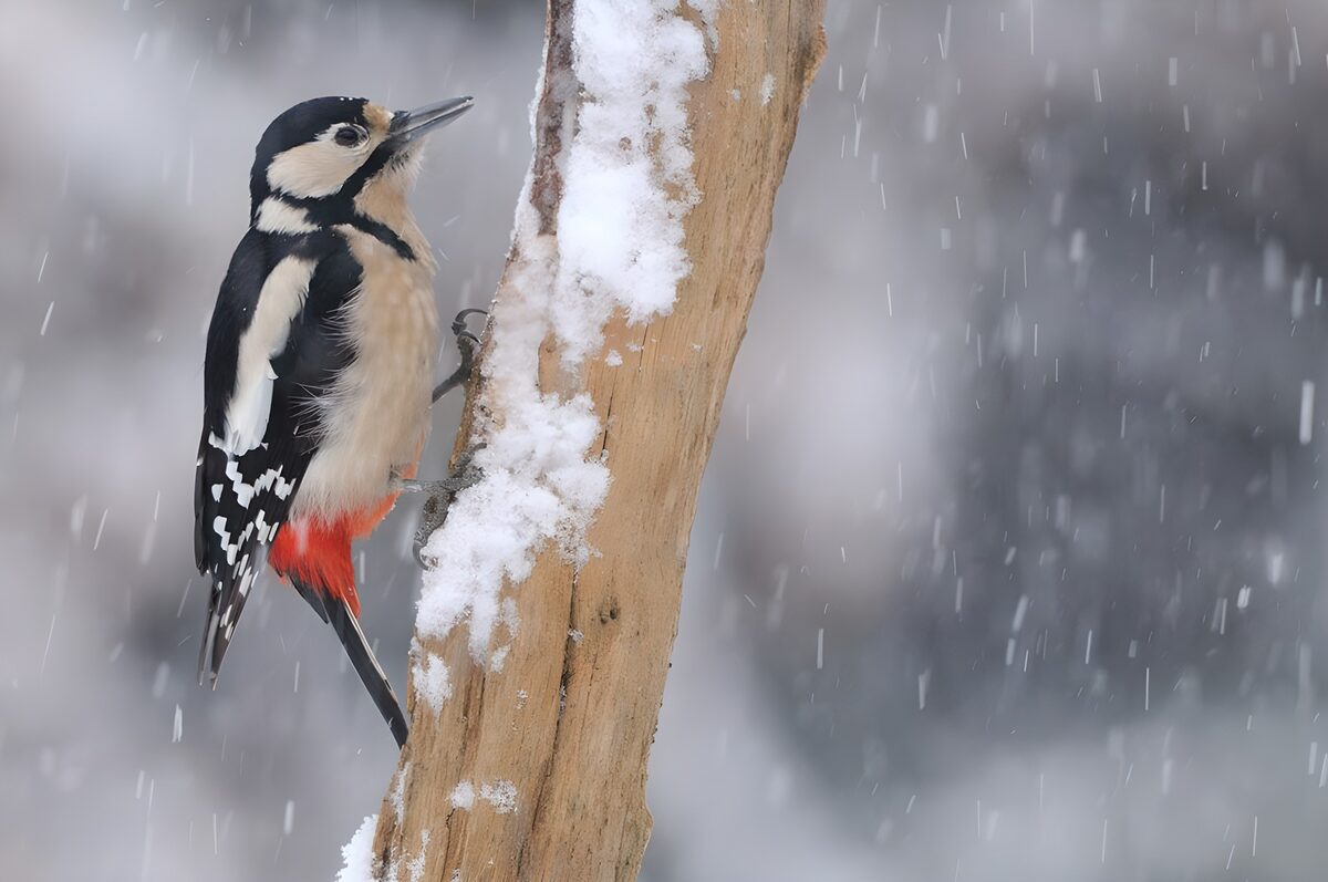 OCUK48317: Woodpecker in Winter Wonderland