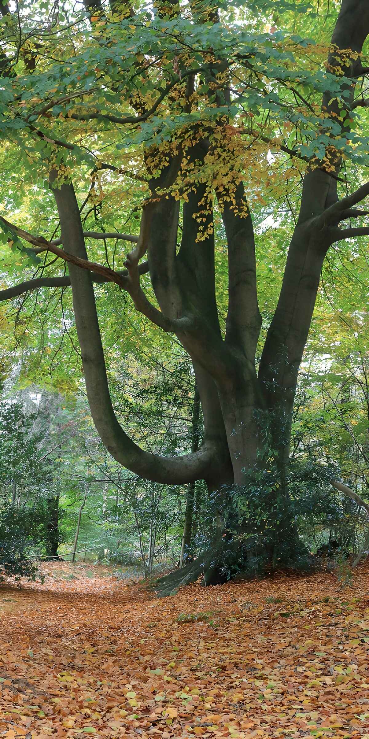 OCUK84663: Unique Branch Formation in Autumn