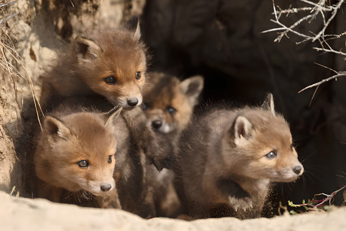 OCUK59488: Curious Fox Cubs Exploring Their Den