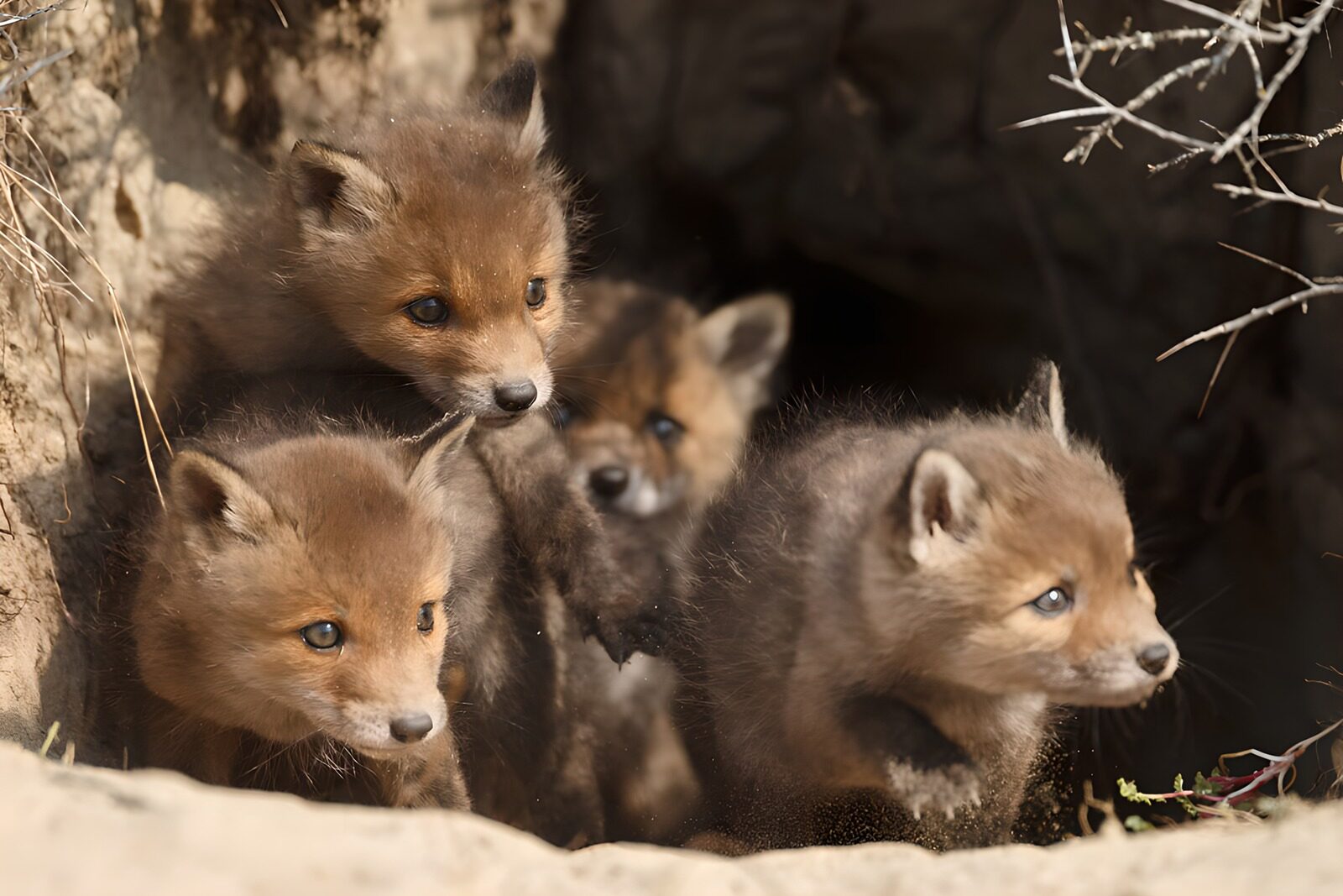 OCUK59488: Curious Fox Cubs Exploring Their Den
