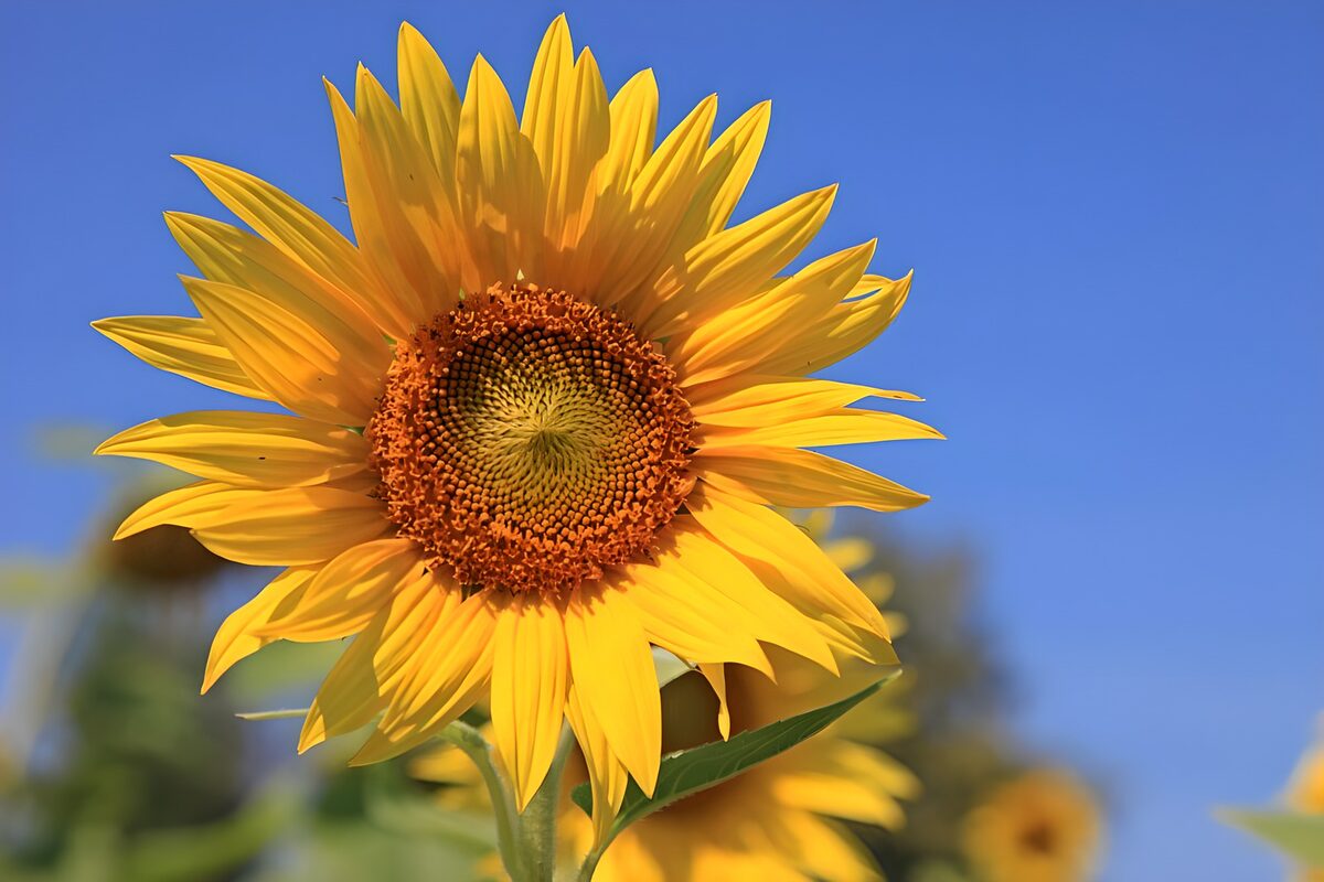 Vibrant Sunflower Under Clear Blue Sky