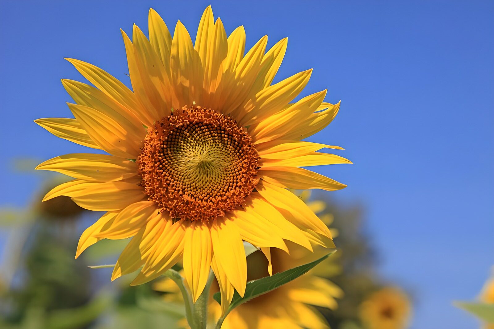 OCUK83780: Vibrant Sunflower Under Clear Blue Sky