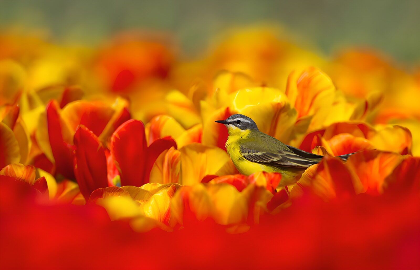 OCUK28816: Vibrant Bird Among Tulips