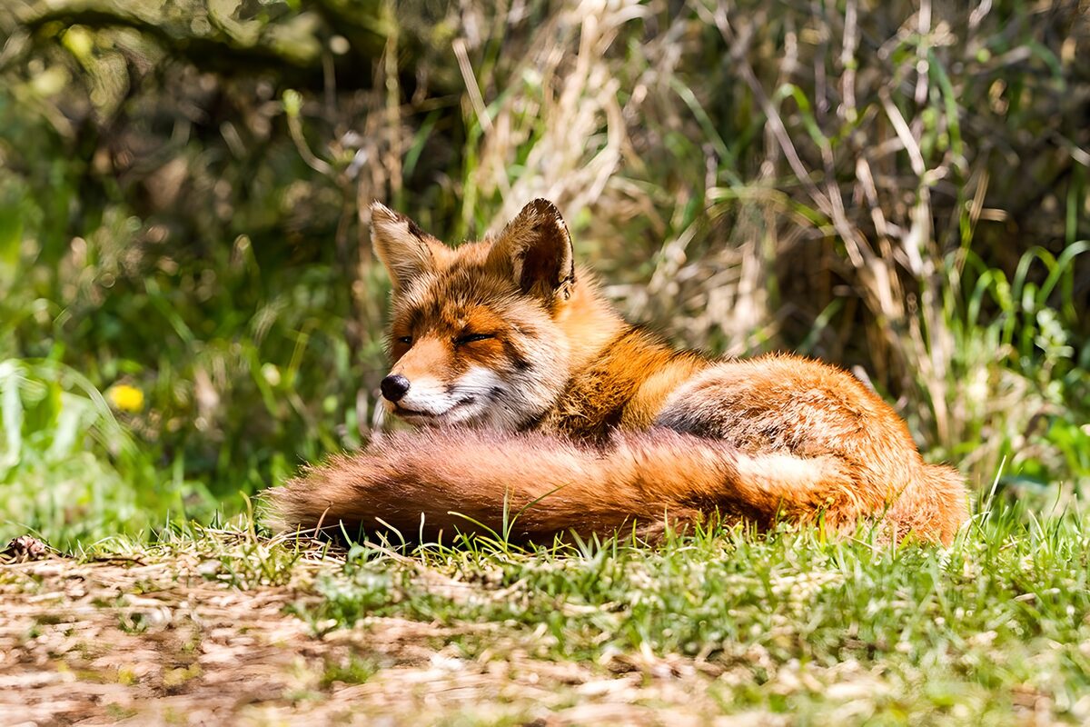 OCUK70305: Relaxed Red Fox in the Sunlight