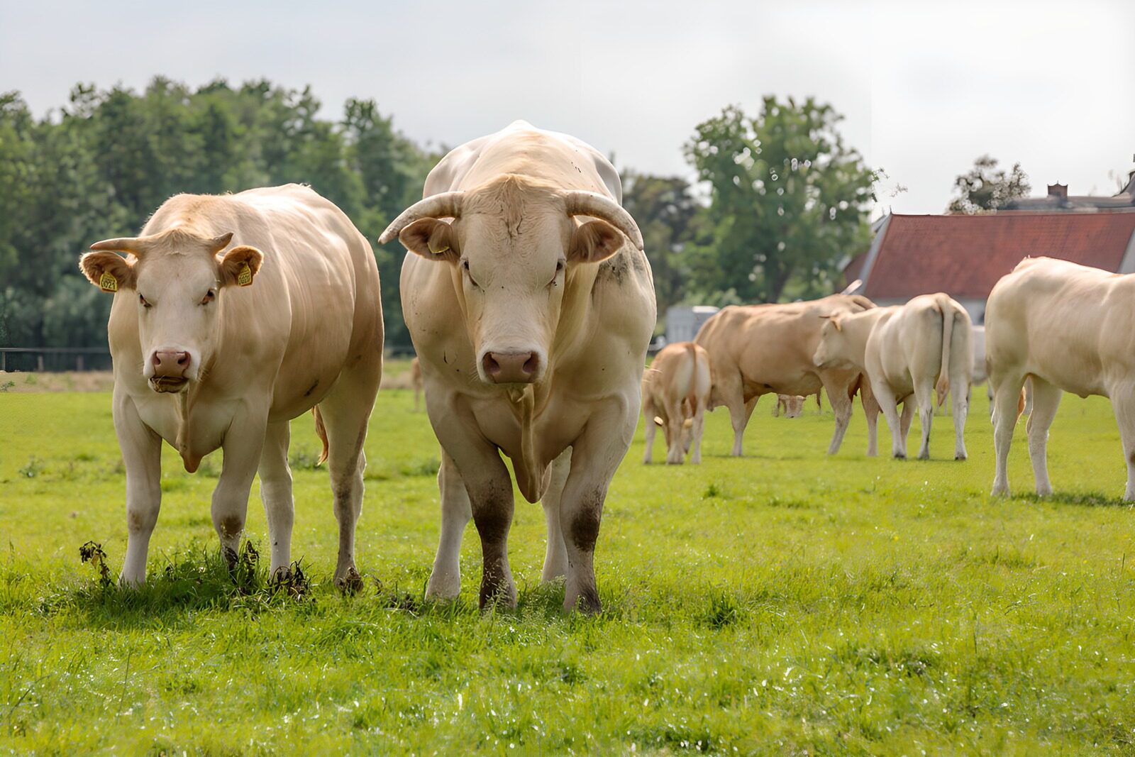 OCUK68324: Cattle Grazing in the Meadow