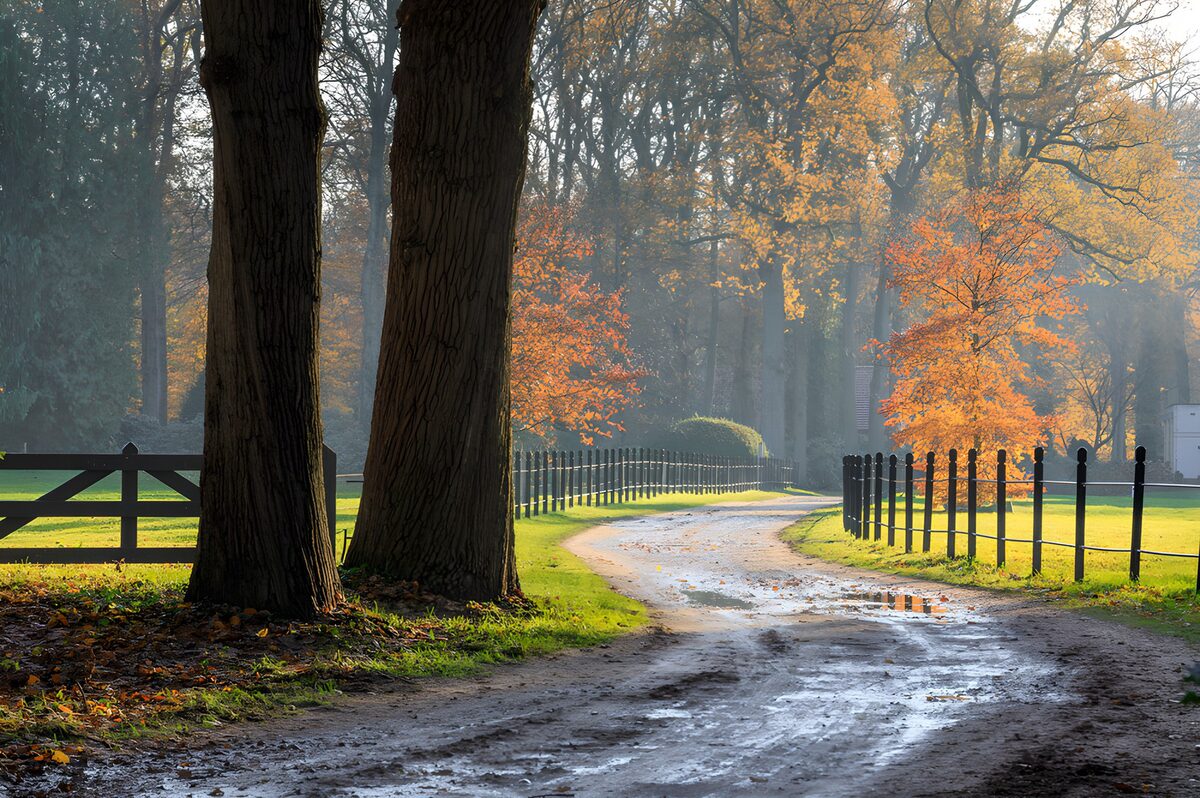 Serene Autumn Pathway Through the Trees