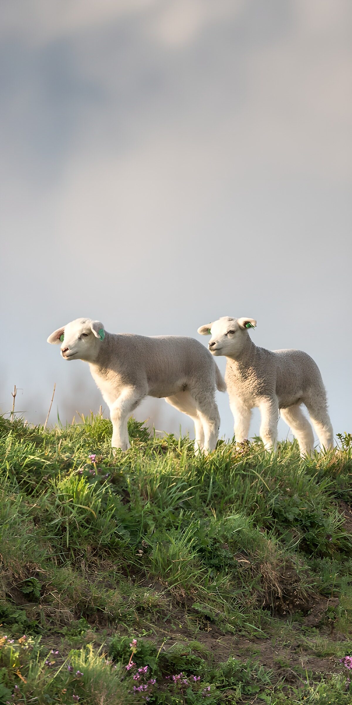 OCUK16939: Playful Lambs on the Hillside