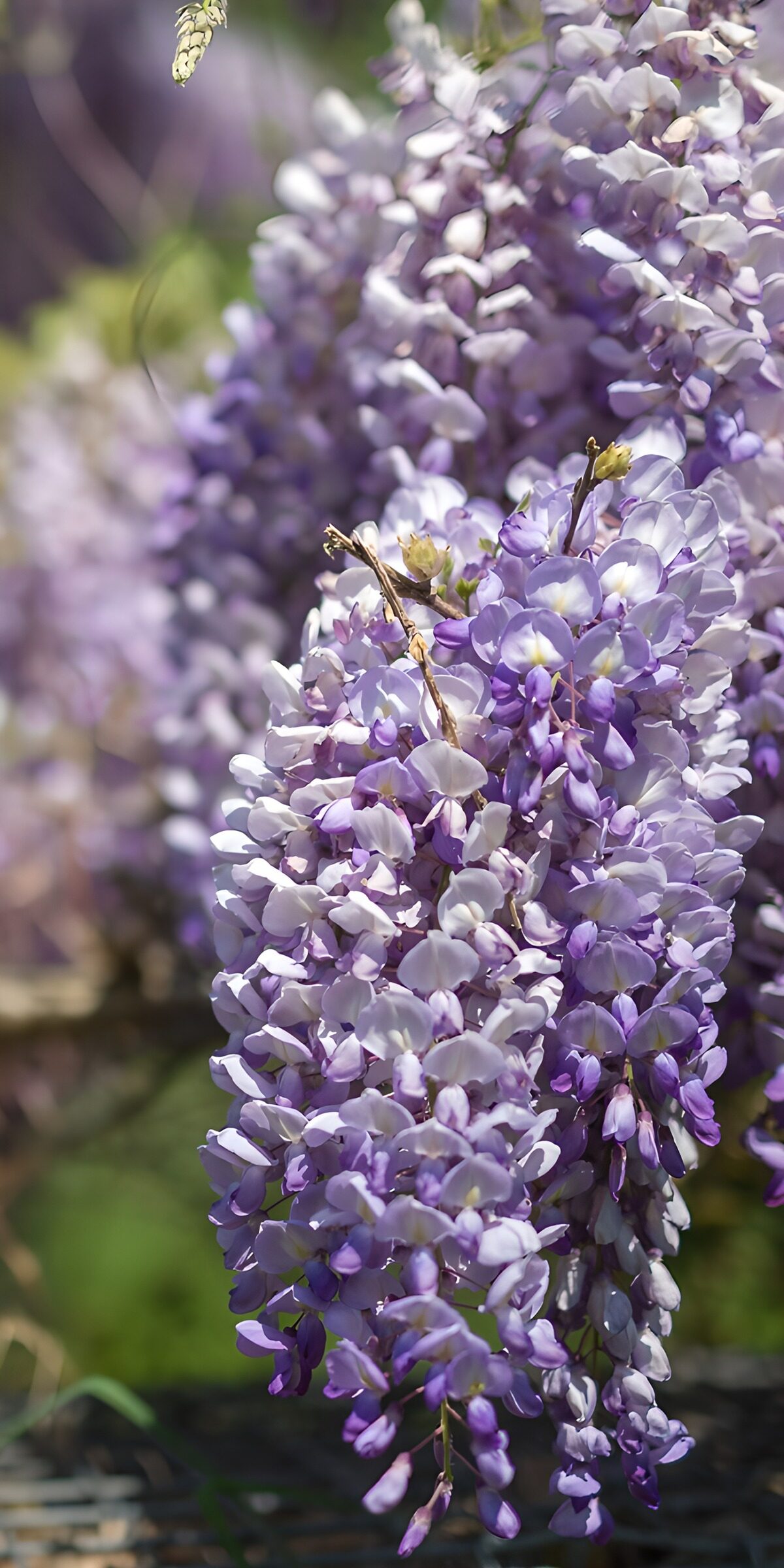 OCUK78667: Blossoms of Wisteria in Full Bloom