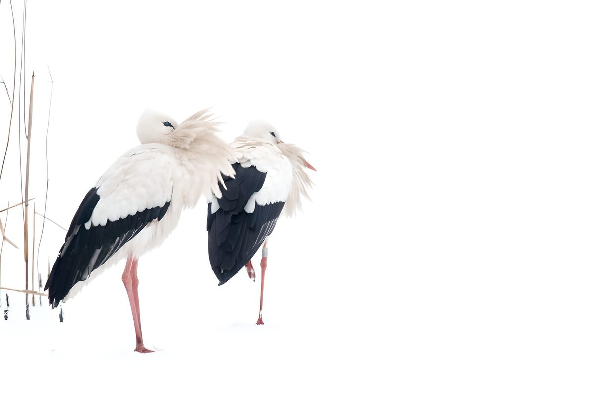 OCUK50379: Storks in Snowy Serenity
