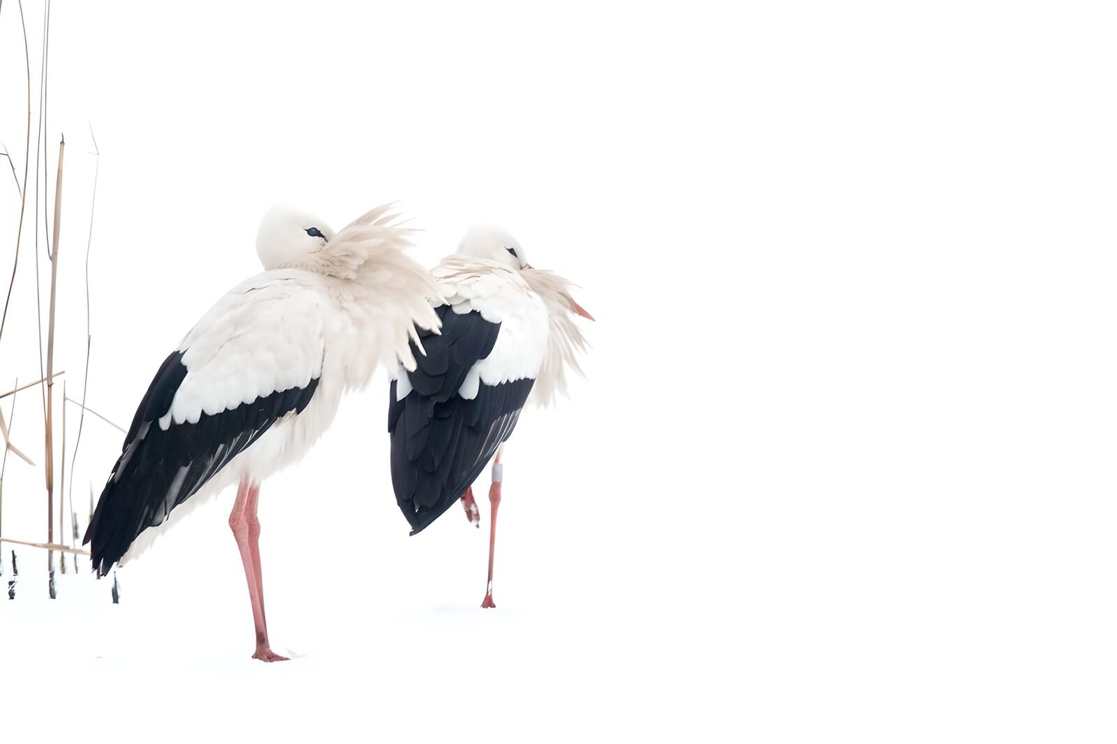 OCUK50379: Storks in Snowy Serenity