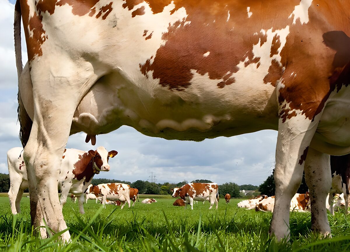 Close up of cow, view of cows in field