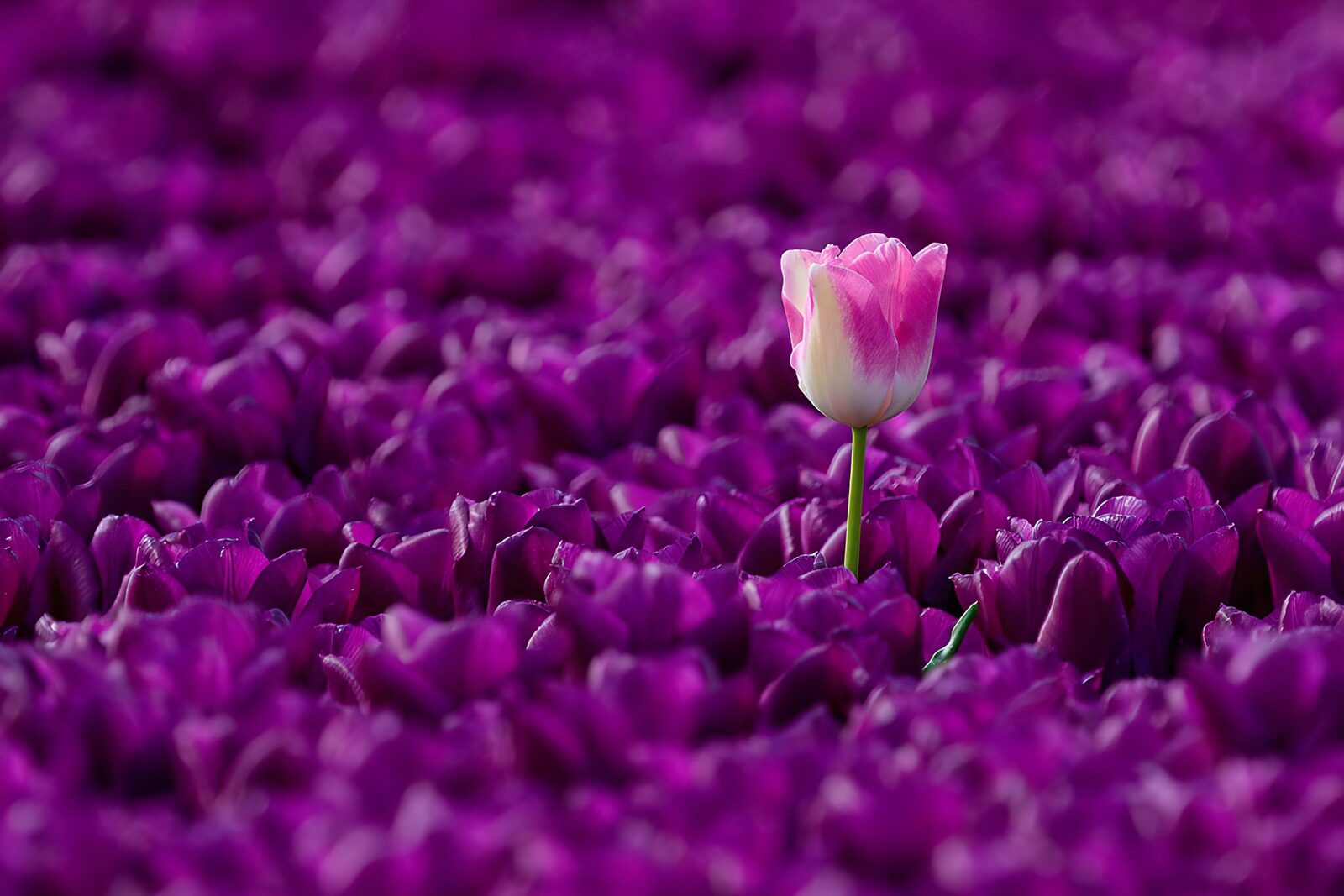 OCUK96526: Unique Tulip in a Sea of Purple