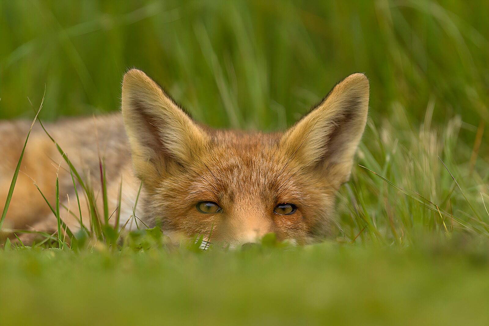 OCUK30298: Cunning Eyes of the Fox