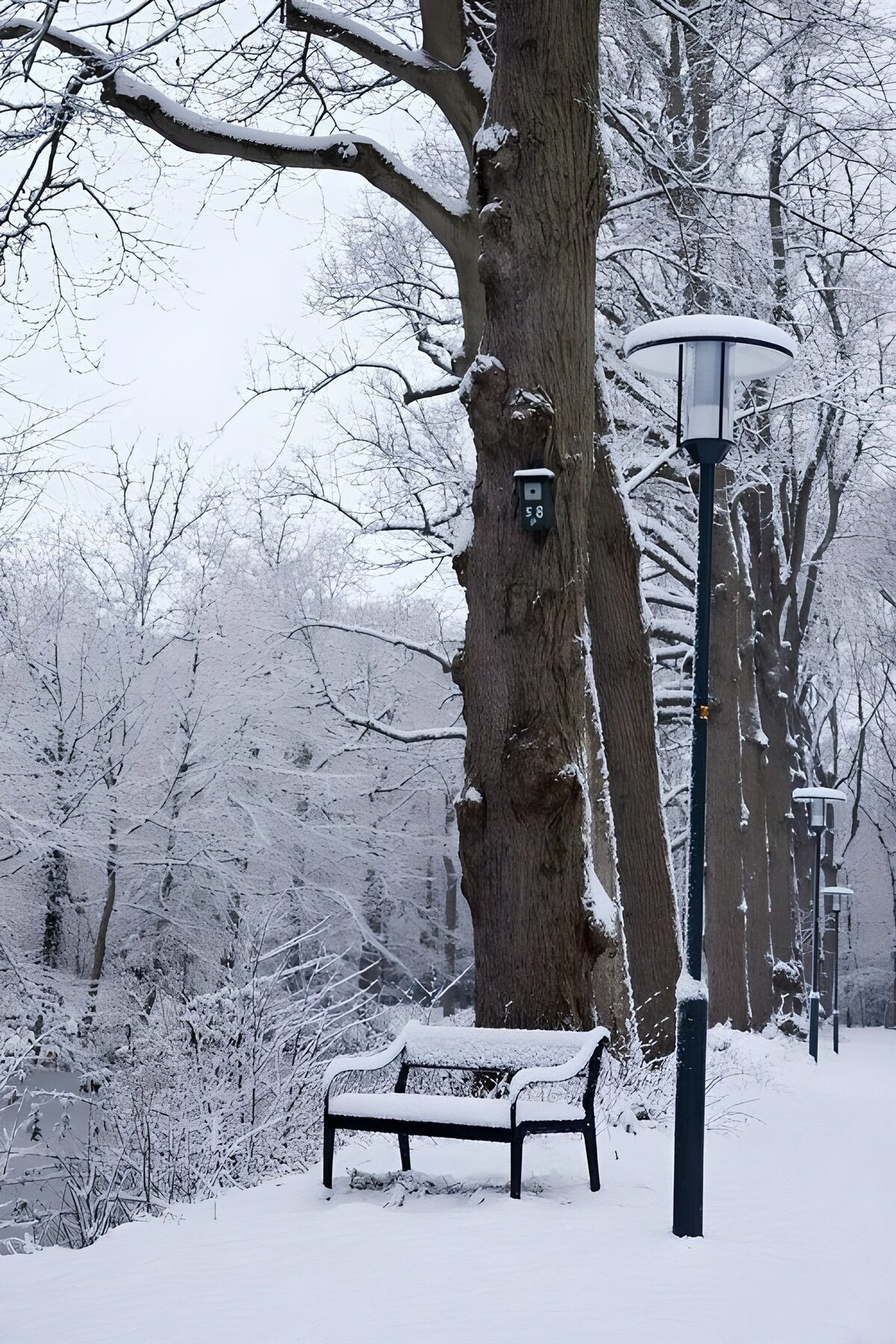 OCUK59233: Winter Serenity by the Path