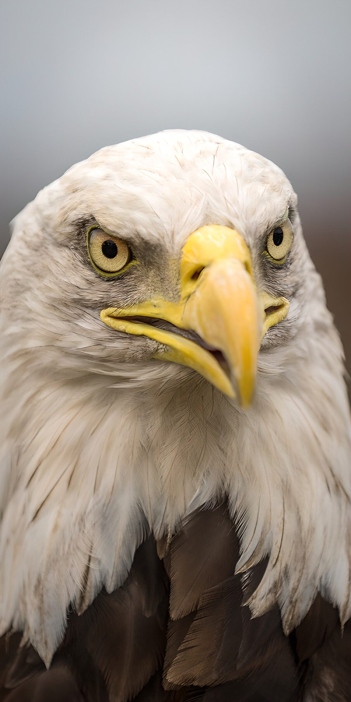 OCUK43541: Majestic Bald Eagle Portrait