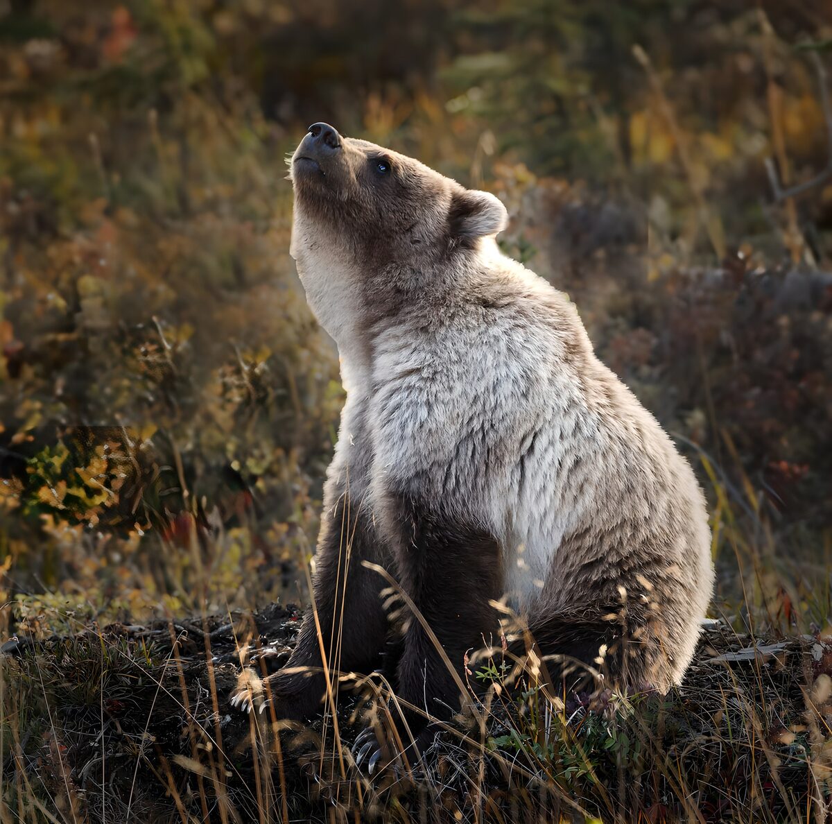 OCUK99099: Young Bear Gazing at the Sky