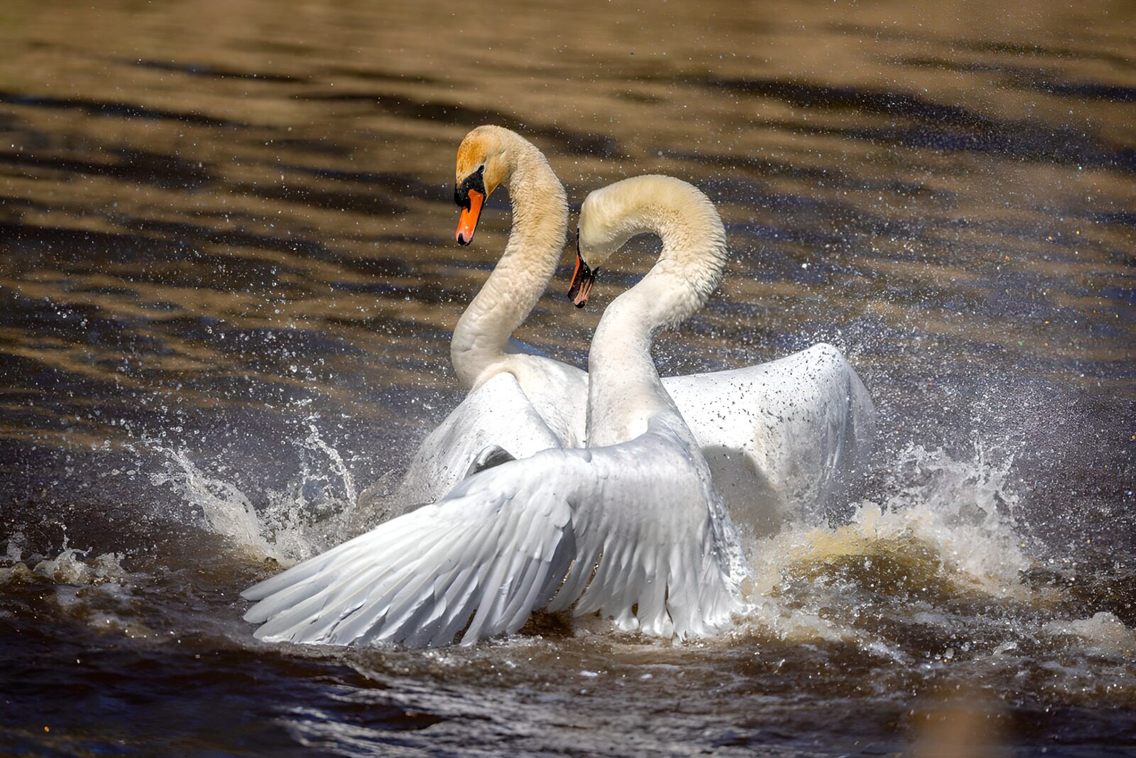 OCUK41550: Graceful Swans in Motion