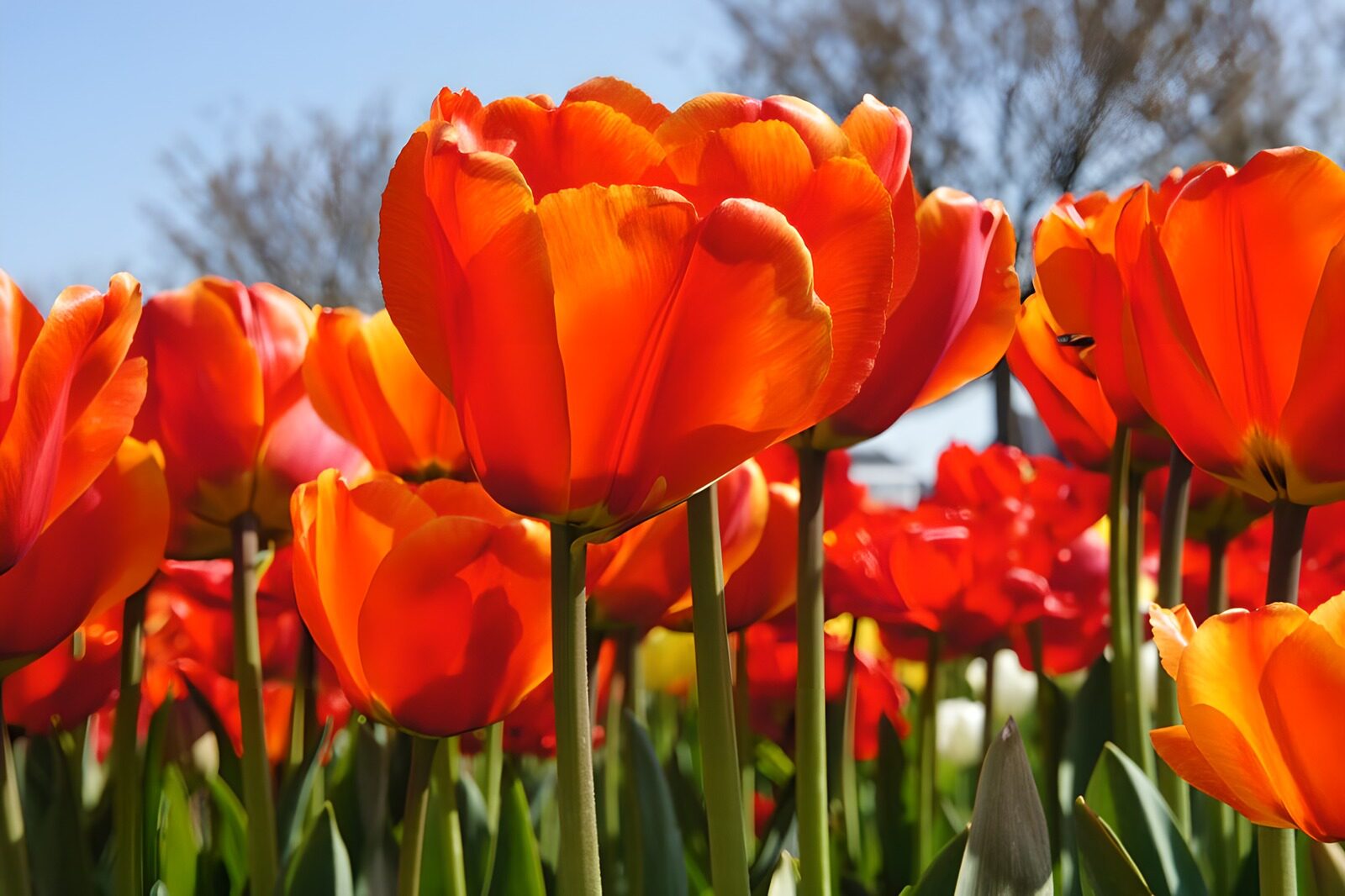 OCUK33159: Vibrant Orange Tulips in Bloom