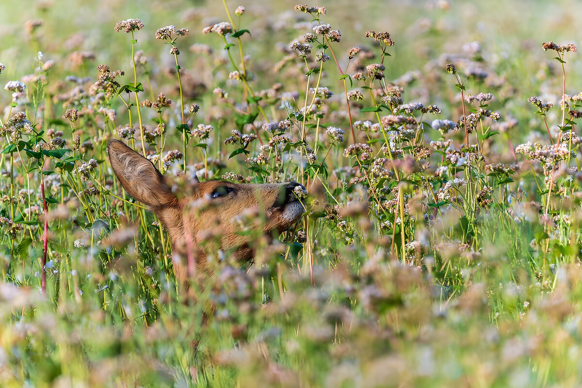 "Deer Among the Flowers"