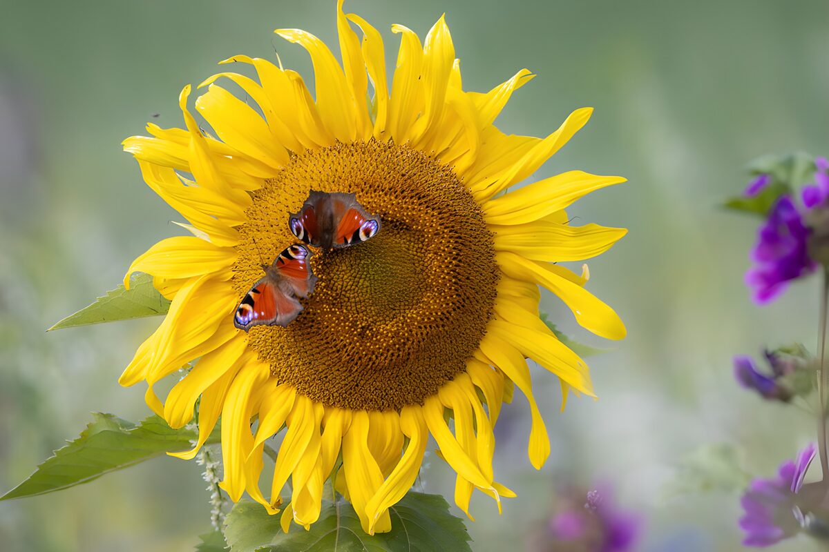 OCUK99632: : Butterflies on a Sunlit Sunflower
