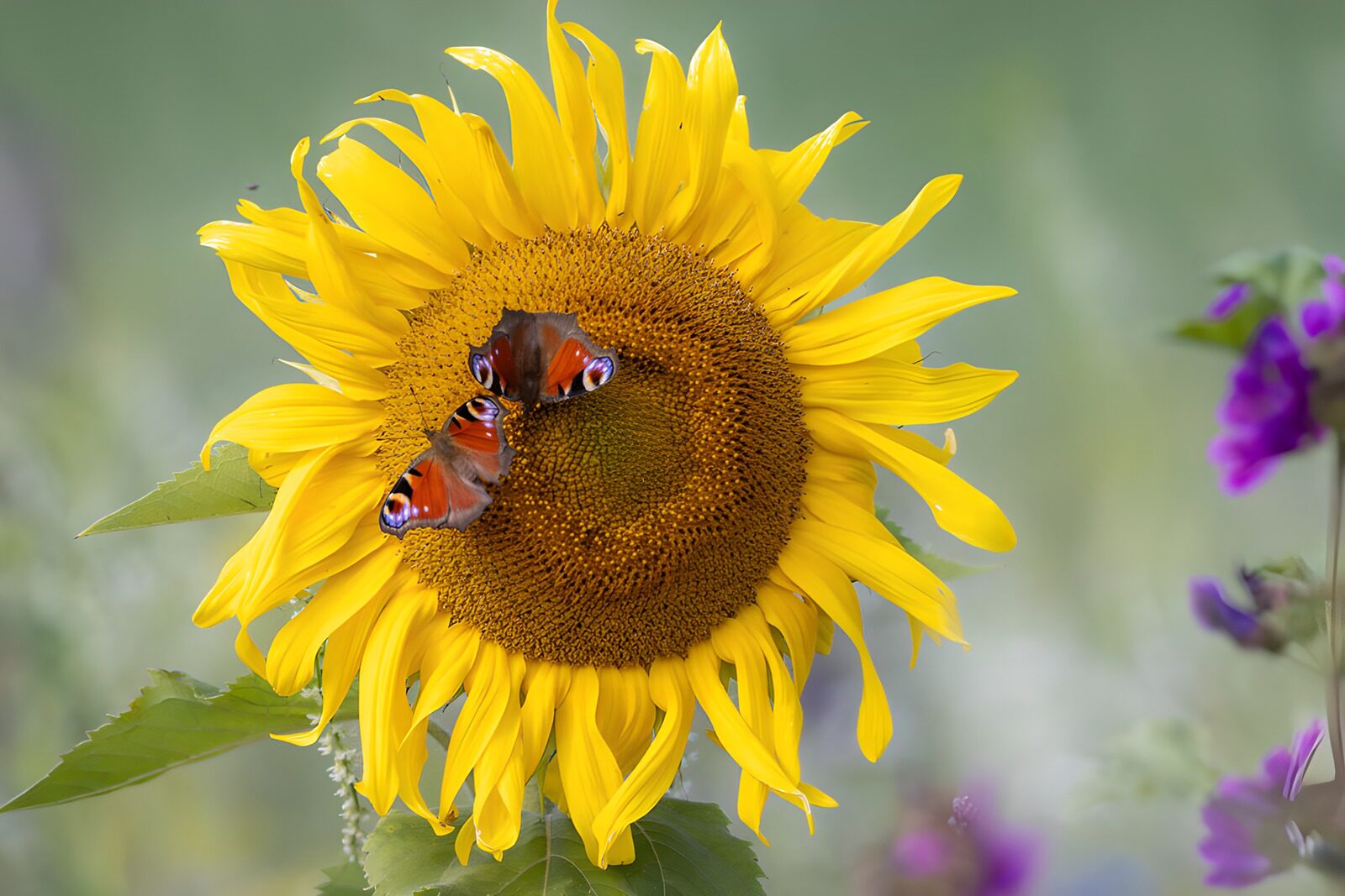 OCUK99632: : Butterflies on a Sunlit Sunflower