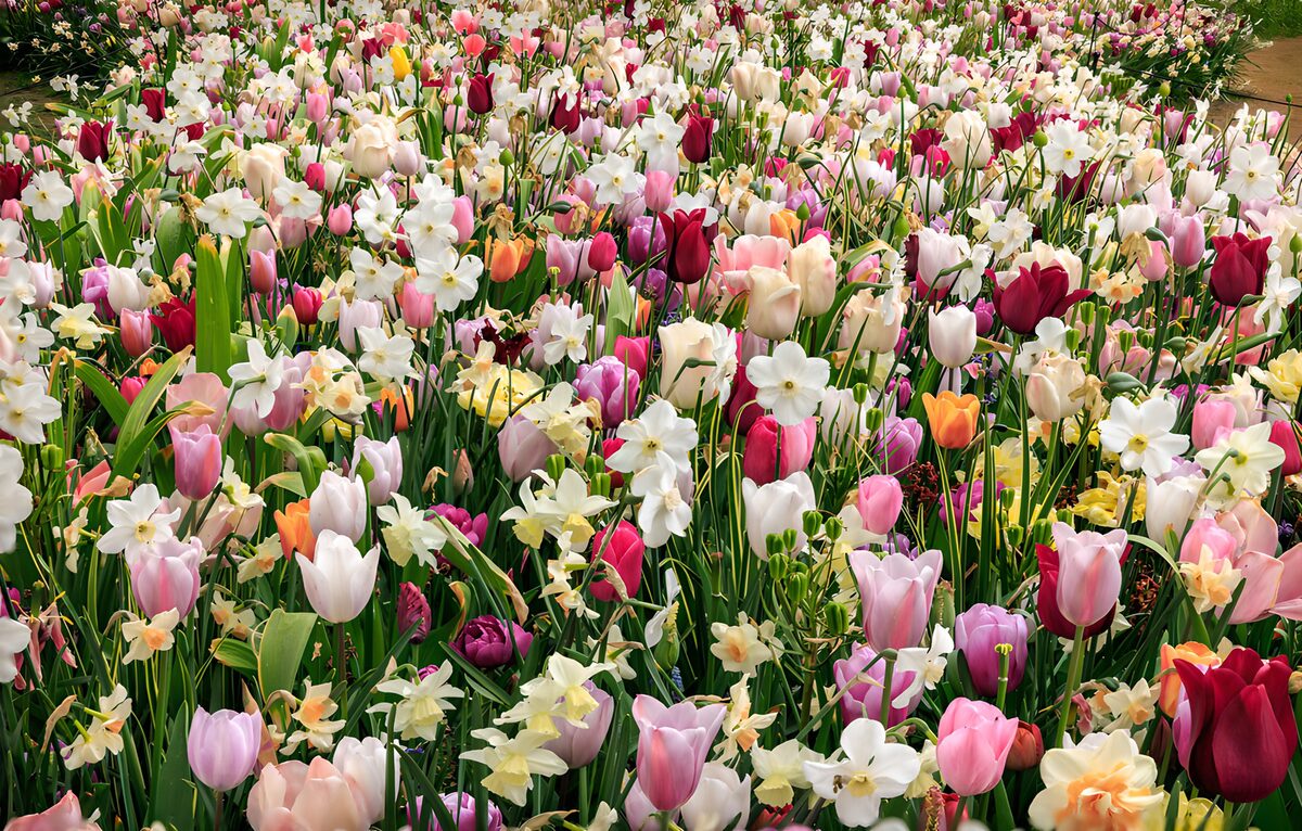 OCUK51275: Colorful Tulip and Daffodil Field
