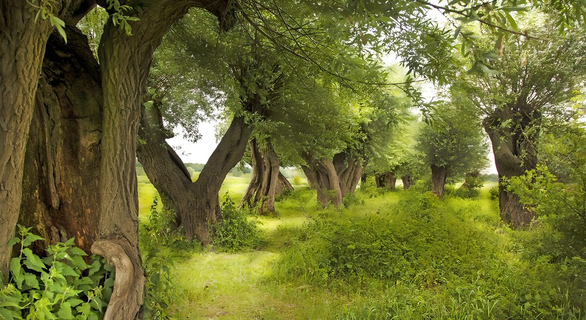 OCUK34224: Tranquil Willow Pathway