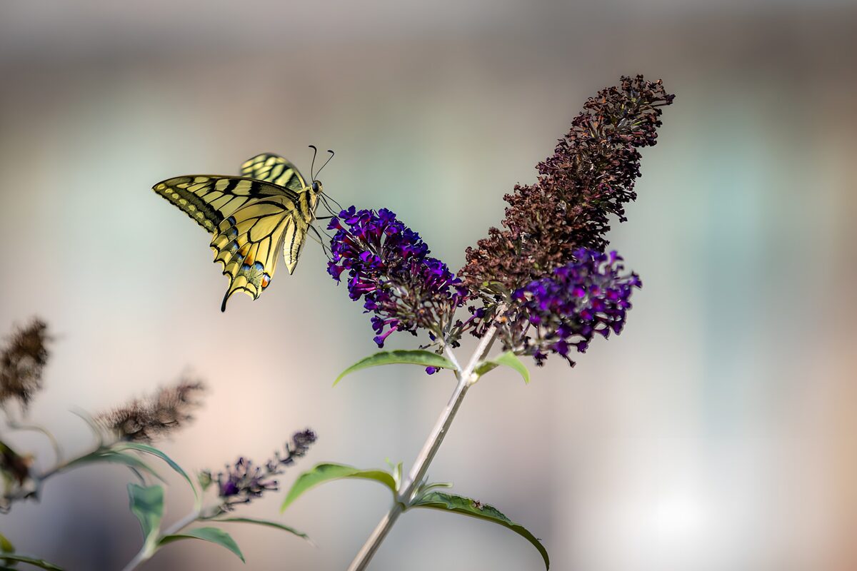 Beautiful Butterfly on Vibrant Blossom