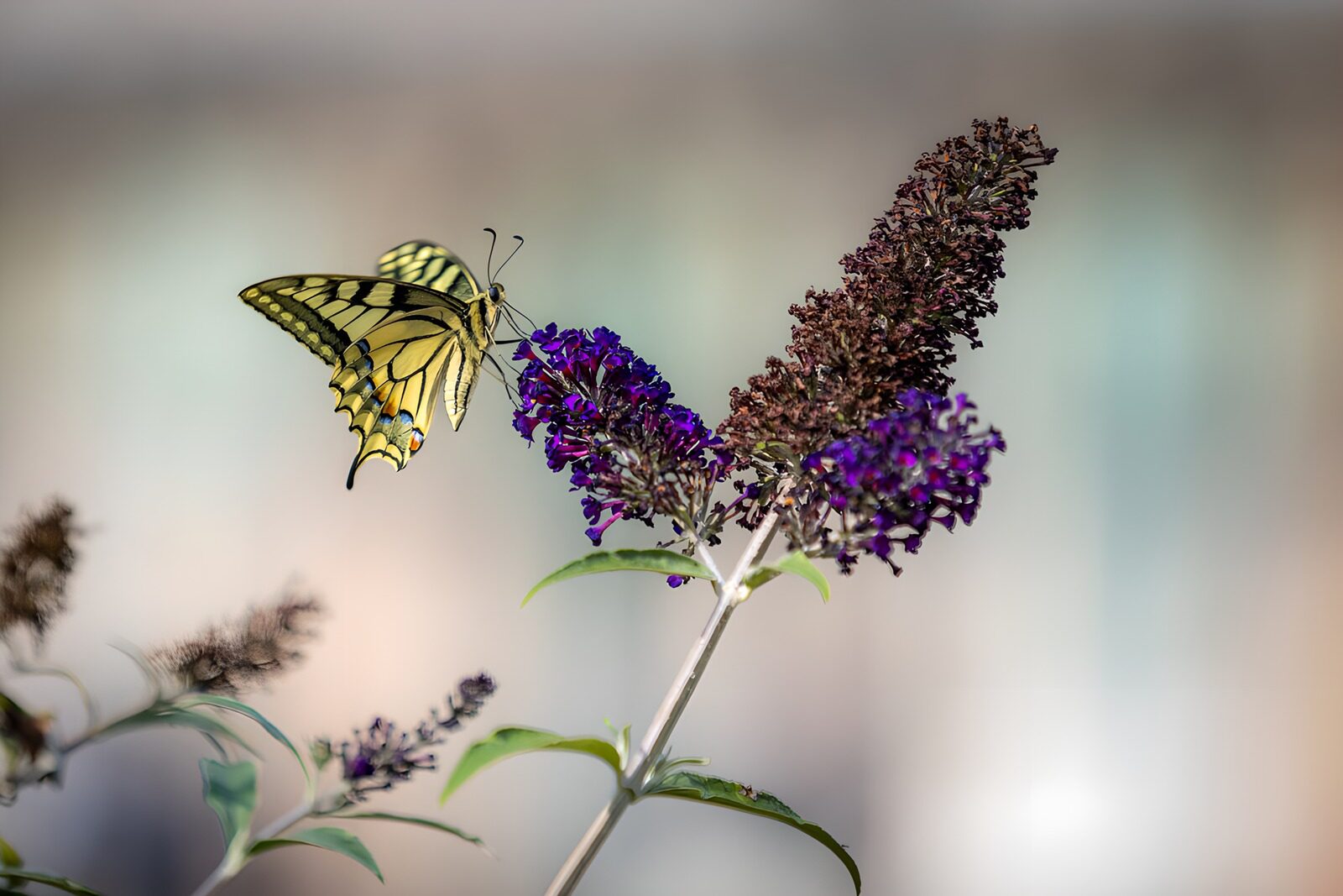 OCUK72657: Beautiful Butterfly on Vibrant Blossom