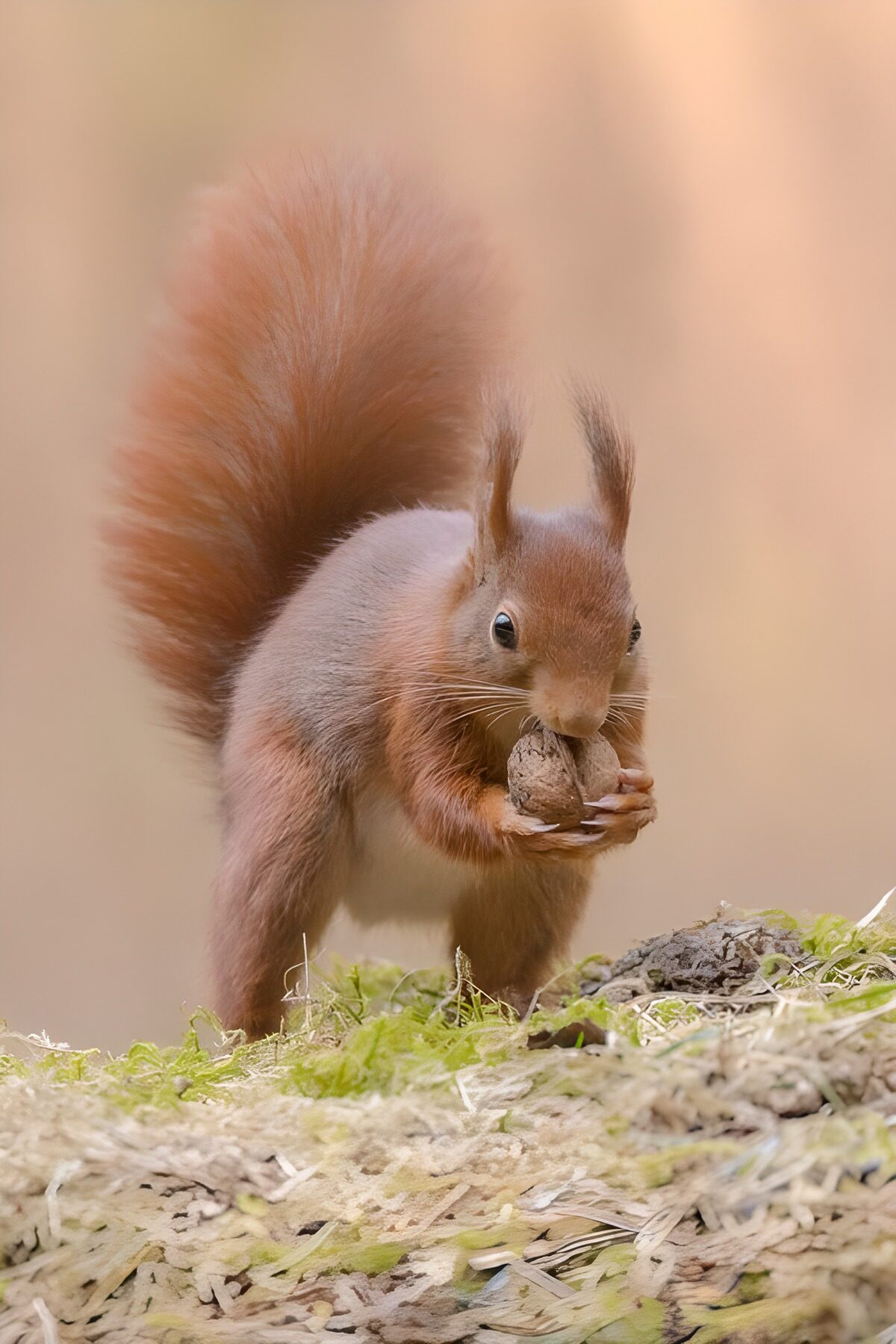 OCUK71908: Energetic Squirrel with Acorn