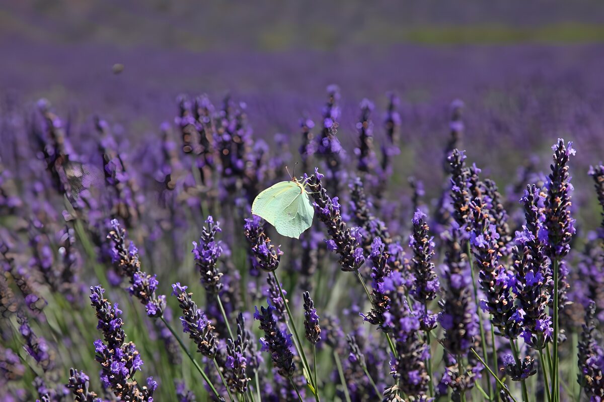 OCUK56409: Butterfly Among Lavender Blooms
