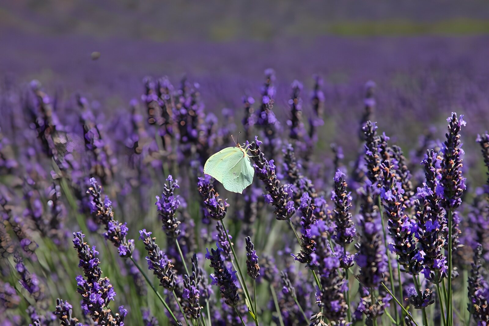 OCUK56409: Butterfly Among Lavender Blooms