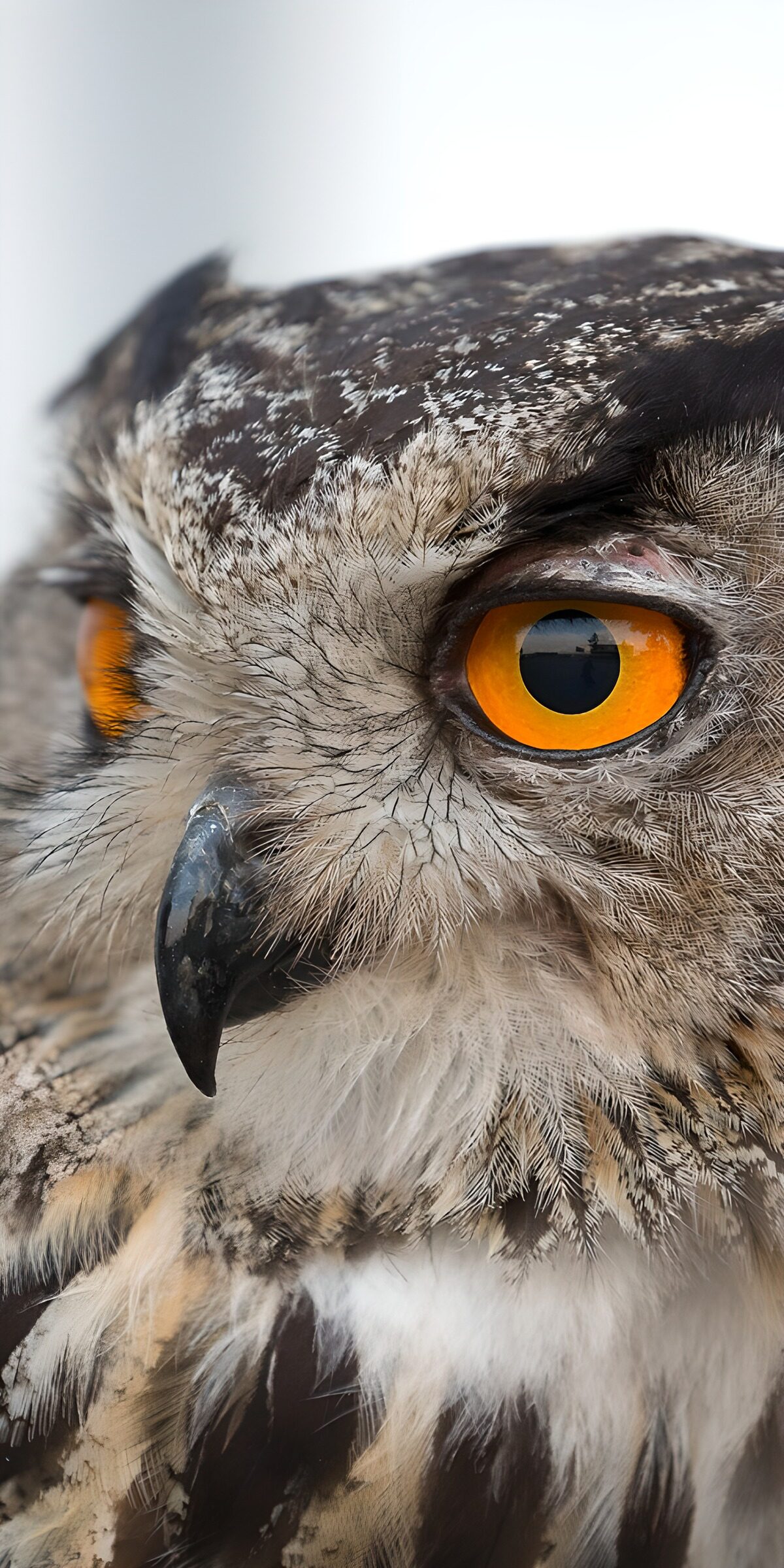 OCUK24084: Mesmerizing Owl Eyes