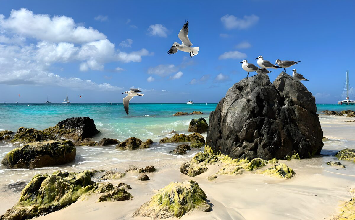 OCUK71236: Serene Beach with Seagulls