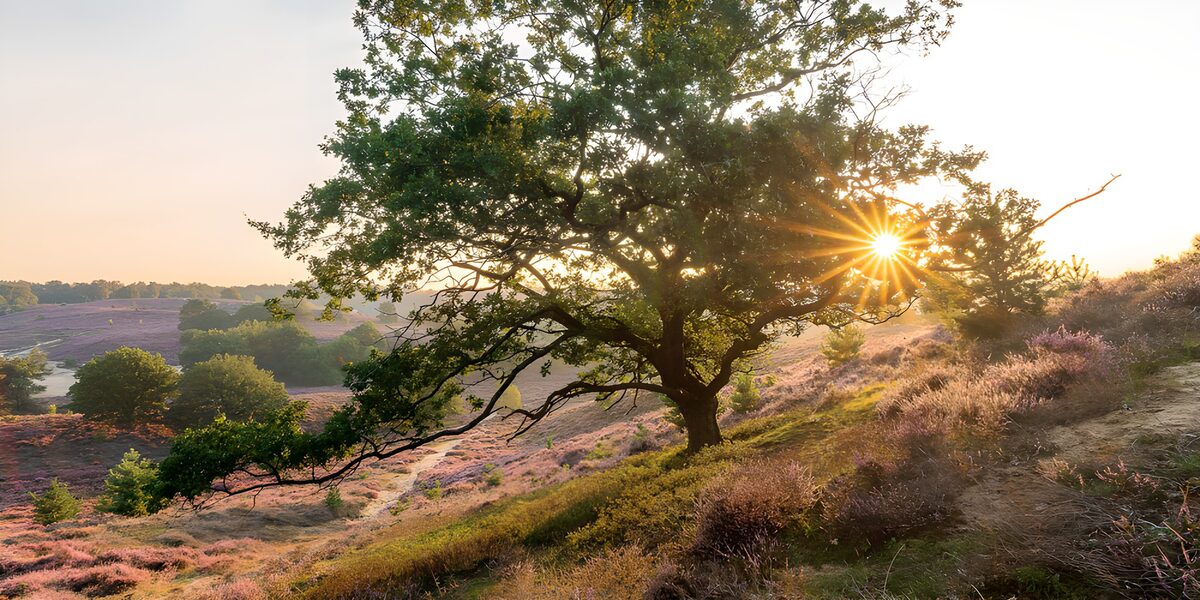 OCUK71857: Sunrise Over Lavender Hills