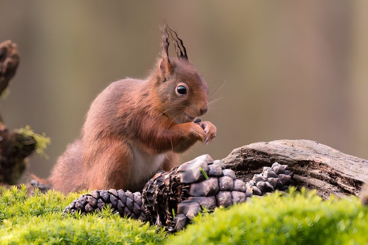 OCUK87382: Curious Squirrel Among Pine Cones