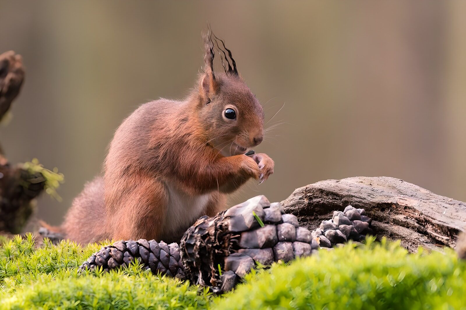 OCUK87382: Curious Squirrel Among Pine Cones