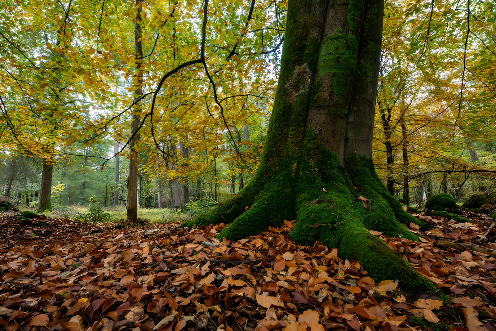 OCUK99879: Majestic Tree in Autumn Forest