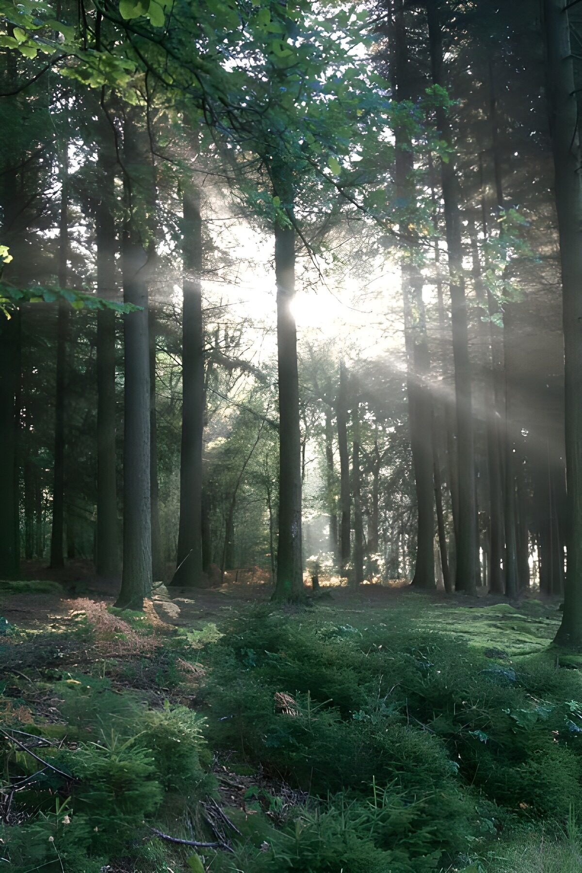 OCUK34848: Forest & Parks 26