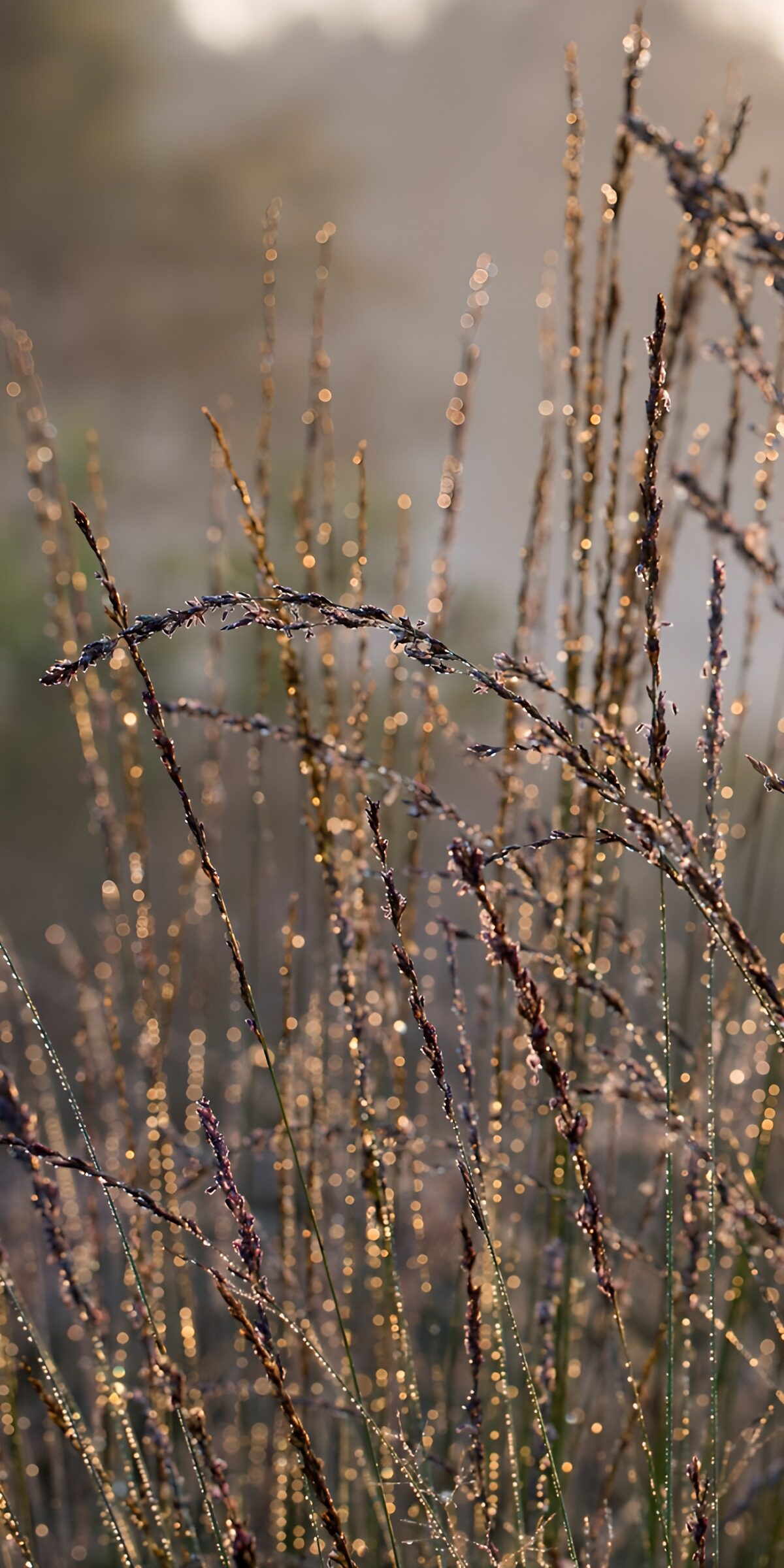 OCUK13915: Morning Dew on Grass Blades